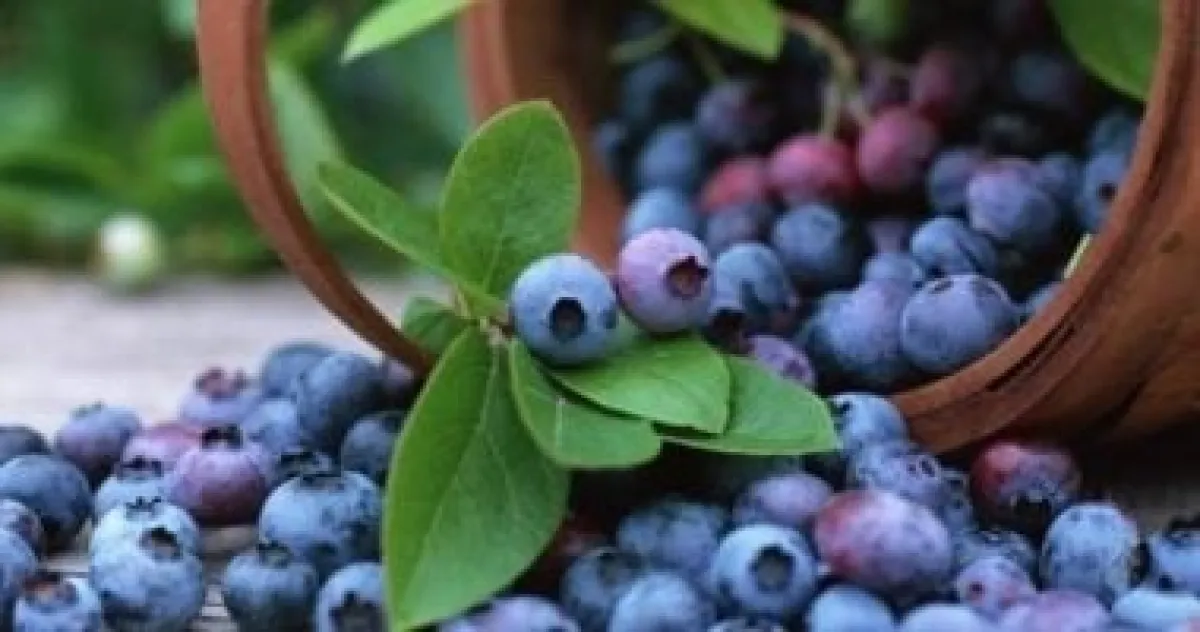 مزيج خارق لتعزيز دماغك: التوت الأزرق والشوكولاتة الداكنة يقودان الطريق