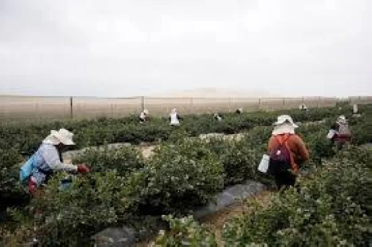 ظاهرة النينيو الساحلية تهدد بضرب صادرات بيرو الزراعية القياسية