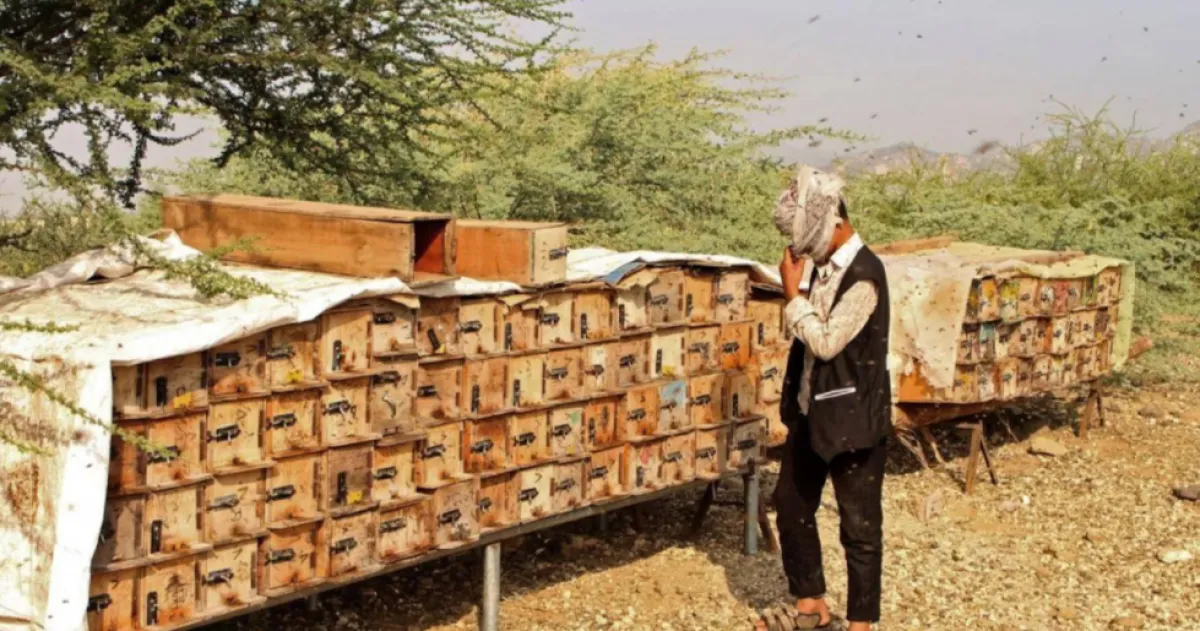 مليشيا الحوثي تغرق الأسواق المحلية بمبيدات قاتلة مقابل إتاوات بملايين الريالات