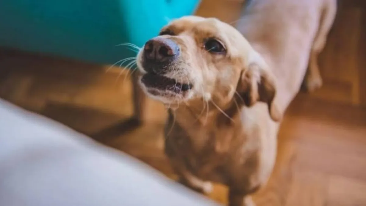 طبيب بيطري: لعاب الكلاب قد ينقل أمراضاً خطيرة ولا يطهر الجروح