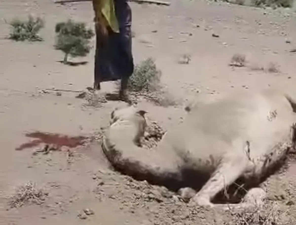 ألغام الحوثي تحصد الأرواح الصامتة: نفوق ناقة في المخا يكشف حجم الكارثة المستمرة