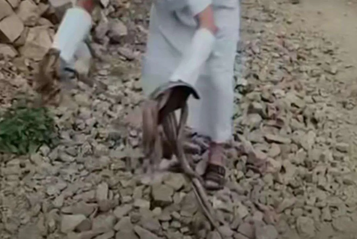 ظهور كثيف للثعابين في ذمار يثير قلق الأهالي وفرصاً للصيادين